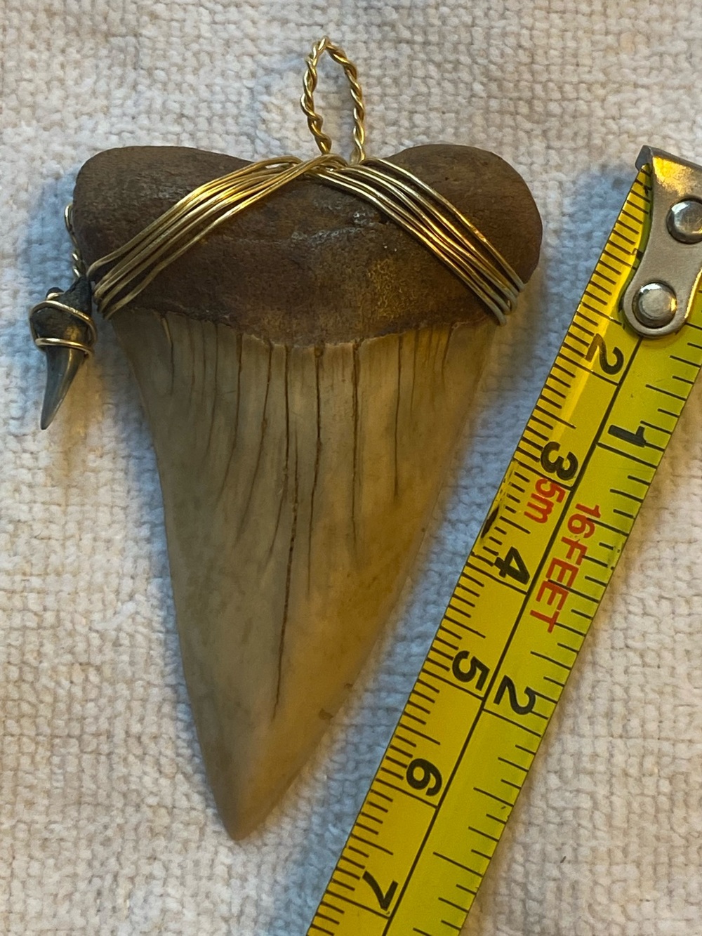 Authentic Fossilized Megalodon Shark Tooth in 14 KARAT GOLD Pendant Super Rare.